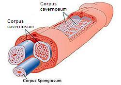 penis-enlargement-increasing-corpus-cavernosum image