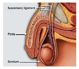 penis-suspensory-ligament image